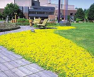 ベストホーム 岡山 人気の植木 グランドカバープランツ リシマキア ヌムラリア